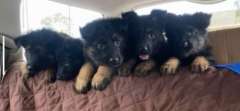 German/Belgium Shepard puppies