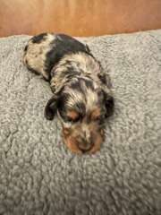 Mini dachshunds puppies silver dapples LH SH black tan LH SH