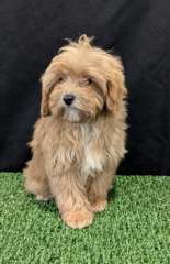 CAVOODLE PUPPIES