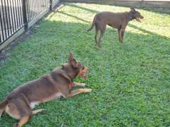 Kelpie pups for sale