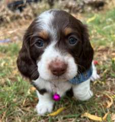 6 Pied and Chocolate and Tan Puppies for sale