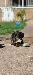 Silver Dapple Minature Dachshunds 