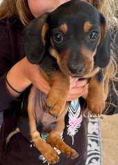 Mini black and tan dachshund - male