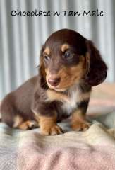 Beautiful long haired Mini Dachshunds