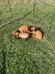 Mini smooth red dachshund 