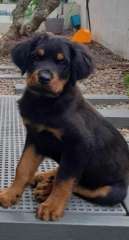 Pure Bred Rottweiler Puppy For Sale