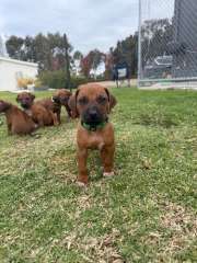 Purebred Rhodesian Ridgeback Puppies