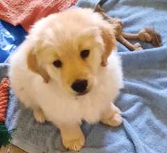 Puppies