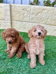 Purebred Toy Poodle 