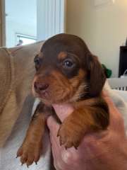 Miniature Dachshunds 