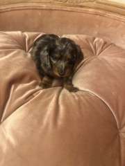 Mini dachshunds puppies silver dapples LH SH black tan LH SH