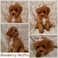 Gorgeous Spoodle puppies for sale!