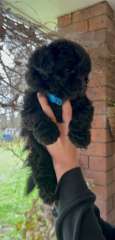 Adorable Toy Moodle Puppies For Sale!!