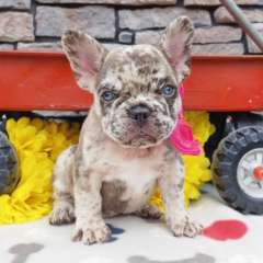 French Bulldogs For Sale (Visit frenchiesforsalenearme.us   )