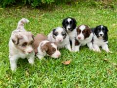 Stunning Border Collie puppies - available from end Nov.