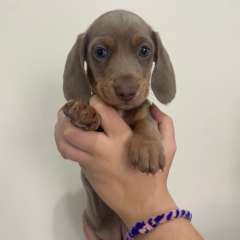 Female Isabella and Tan Miniature Dachshunds