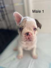 Pure French Bulldog