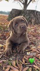 PUREBRED CHOCOLATE LABRADOR PUPPIES