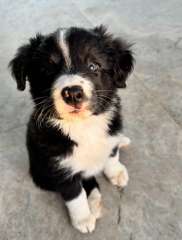 Border Collie Puppies