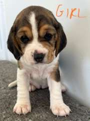 Beaglier Puppies for Sale