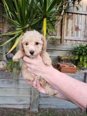 ANKC Pedigree Toy Poodle Puppies