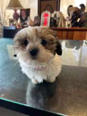 Maltese Shih Tzu Puppies