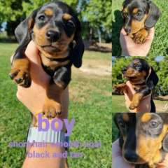 Pure Bread Miniature Dachshunds long haired and dapple