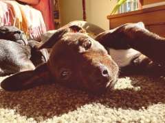 French bull dog x Jack Russell x Mini Daschund 