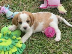 Beautiful Beaglier puppies 