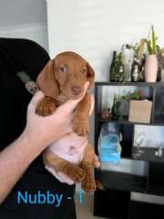 Dachshund Puppies - Ready for New Family