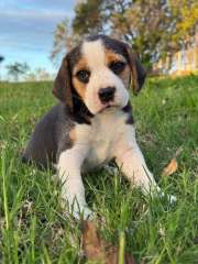 Pure Beagles- boys 