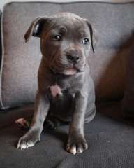 English Staffordshire Bull Terrier Puppies