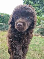 Toy Poodle Puppies, Black, Brown, ♂️♀️  Adorable 🐾