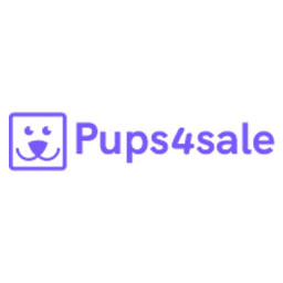 3 male Cavoodle pups (Poodle, Cavalier King Charles Spaniel)