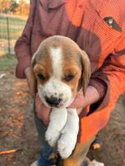 PUREBRED MALE BEAGLE PUPS